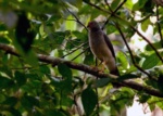 Lined Forest-falcon